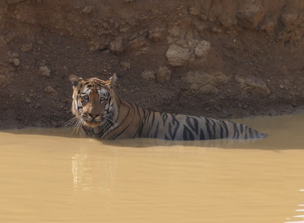 Indien – Bengal-Tiger erfrischt sich im Wasser