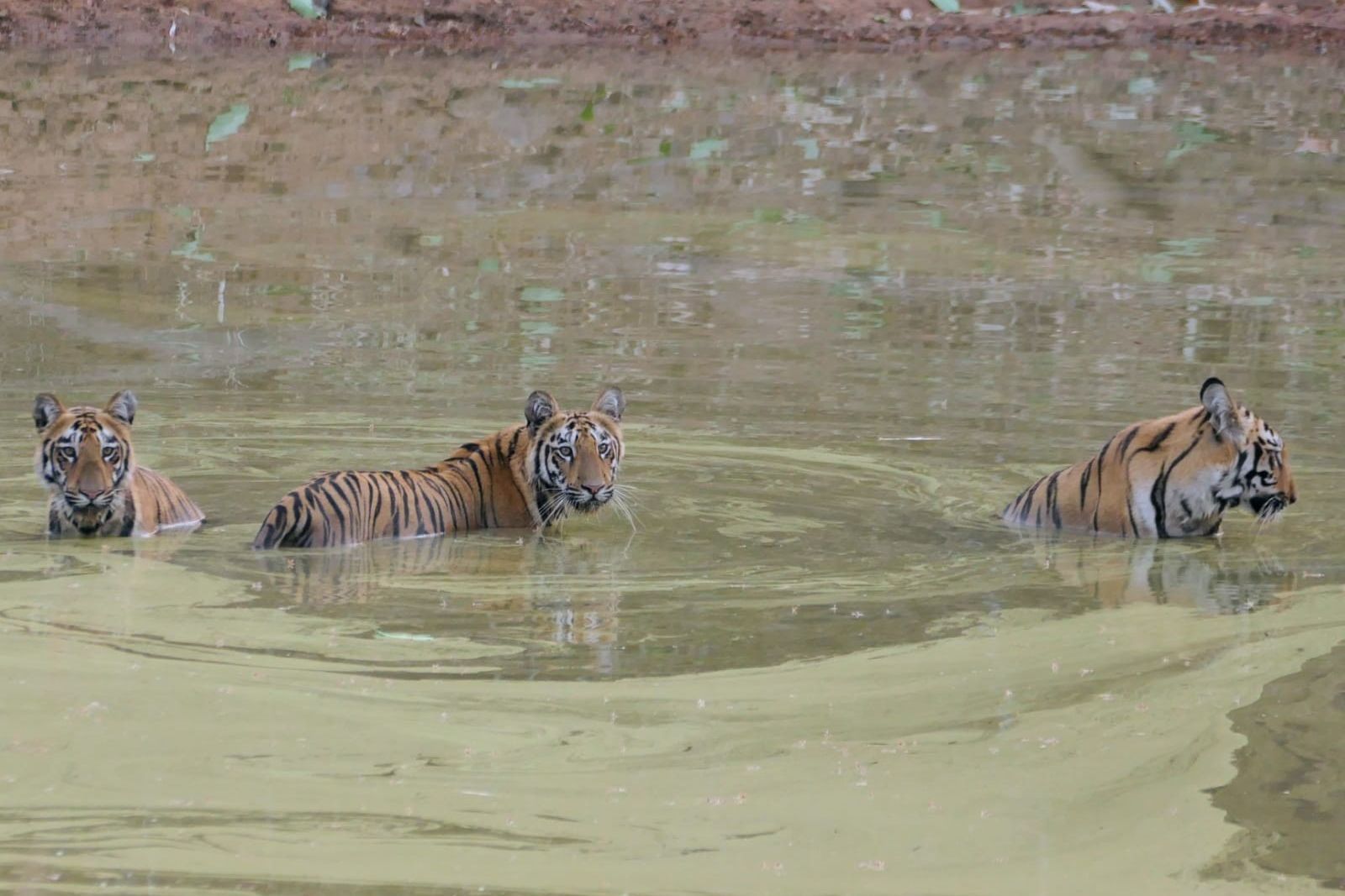 In Indien im Nationalpark erfrischen sich drei Tiger im Wasser