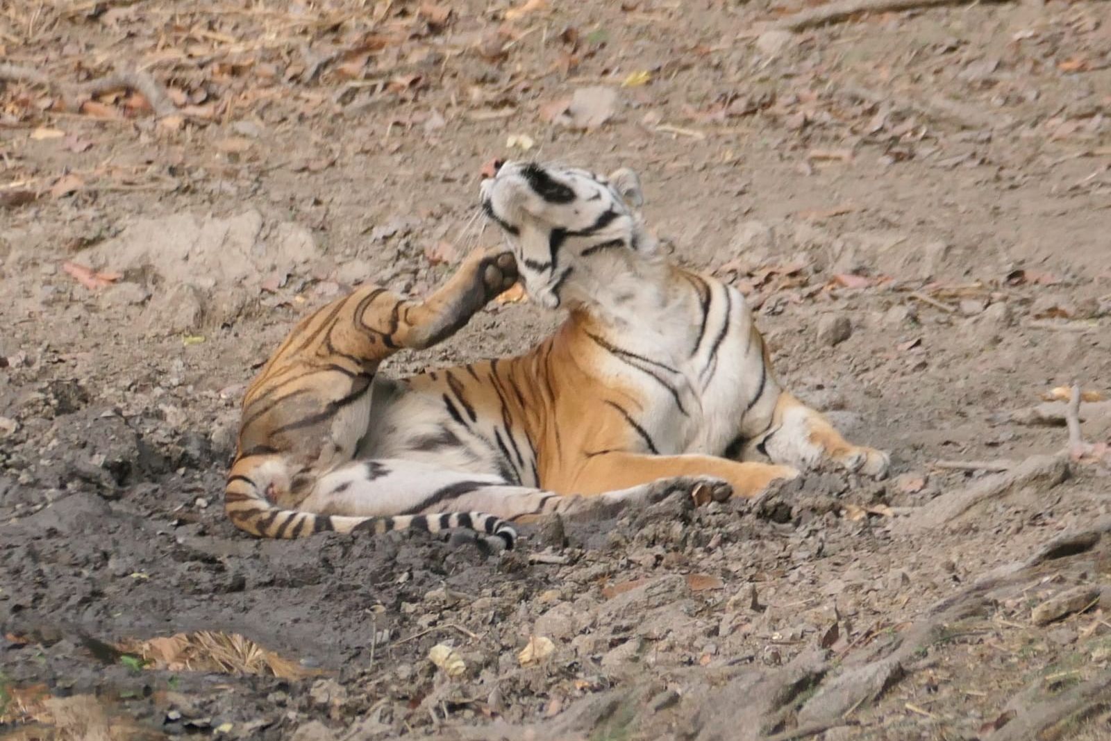 Tiger im indischen Nationalpark