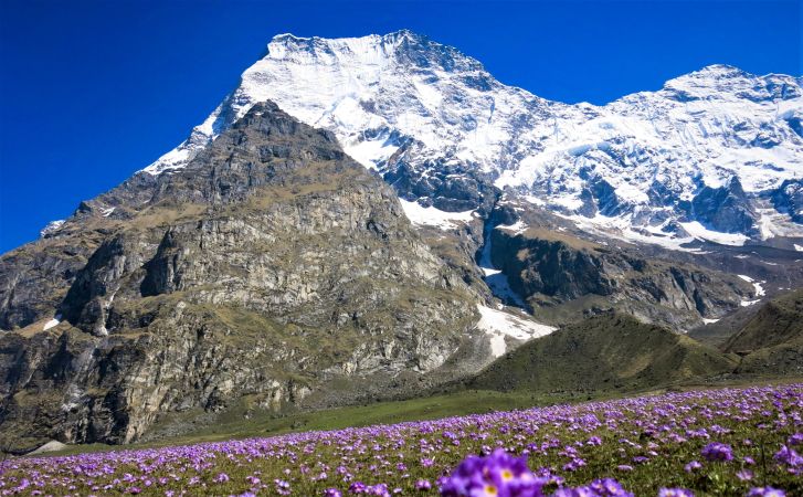 Blick auf Mount Api mit Blumenwiese © Diamir