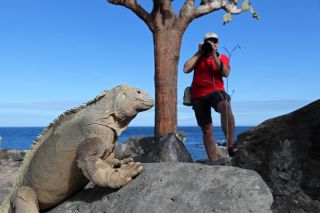 Galapagos-Echse vor der Linse