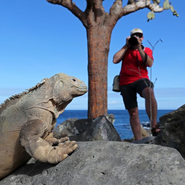 Galapagos-Echse vor der Linse