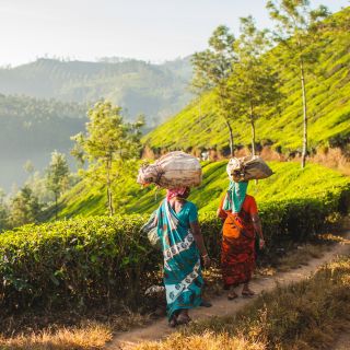 Pflückerinnen unterwegs in den Teefeldern bei Munnar
