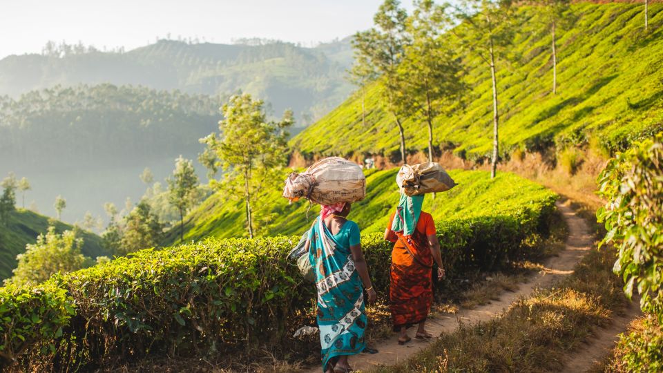Pflückerinnen unterwegs in den Teefeldern bei Munnar