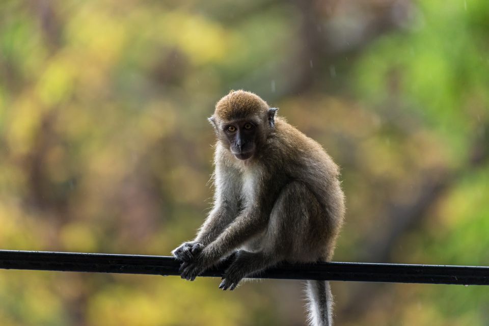 Affe posiert für ein Foto