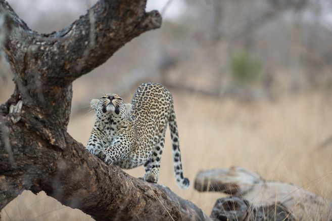 Leopard in Südafrika