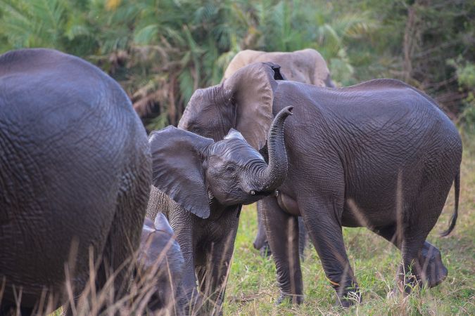 Elefanten im Hluhluwe © Diamir