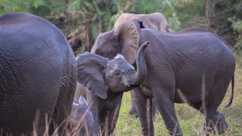 Elefanten im Hluhluwe-iMfolozi-Wildreservat