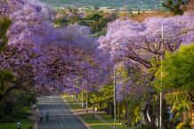 Jacarandablüte in Johannesburg