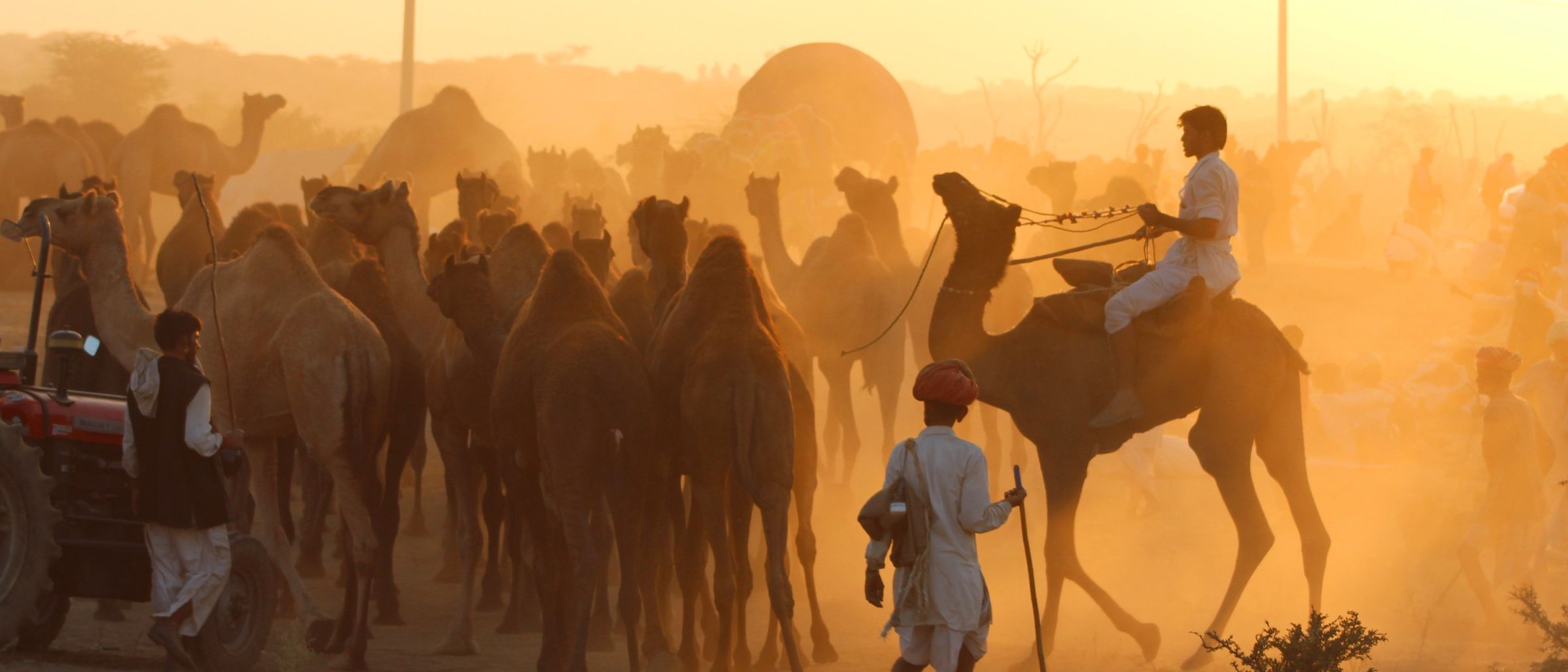 Einmal im Jahr findet im Pilgerort Pushkar die Pushkar-Mela statt. Es ist ein Kamelmarkt und kulturelles Fest.