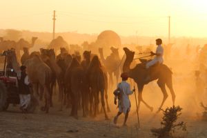 Einmal im Jahr findet bei Jaisalmer das Nagaur-Festival statt. Es ist ein Kamelmarkt und kulturelles Fest.