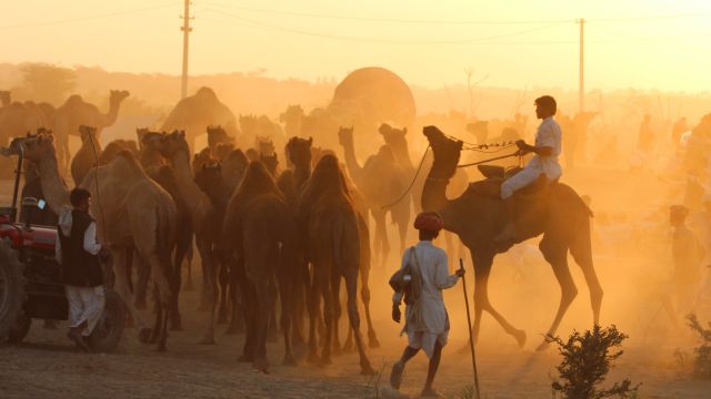 Einmal im Jahr findet bei Jaisalmer das Nagaur-Festival statt. Es ist ein Kamelmarkt und kulturelles Fest.