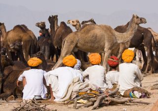 Rajasthanis während der Pushkar Mela