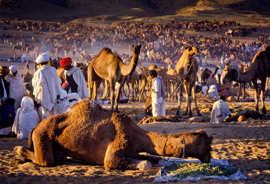 Kamel- und Viemarkt in der Wüste Thar