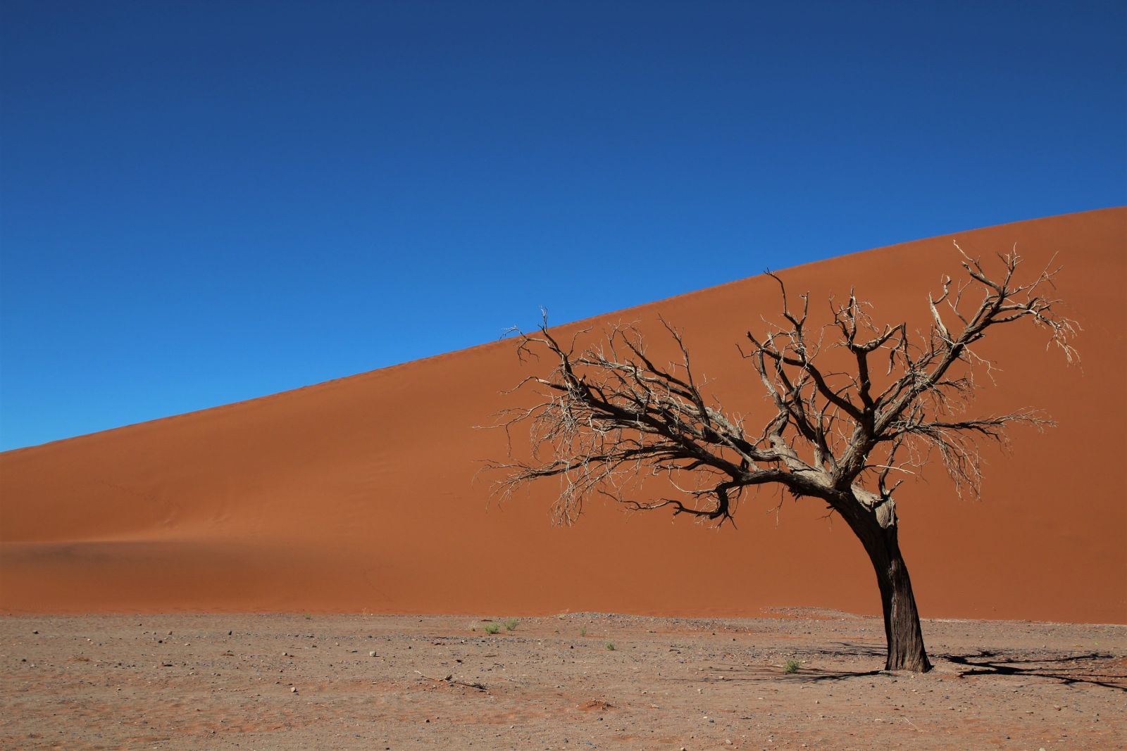 Stillleben in der Wüste