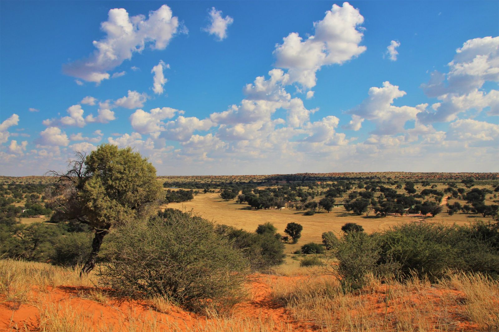 In den Dünen der Kalahari