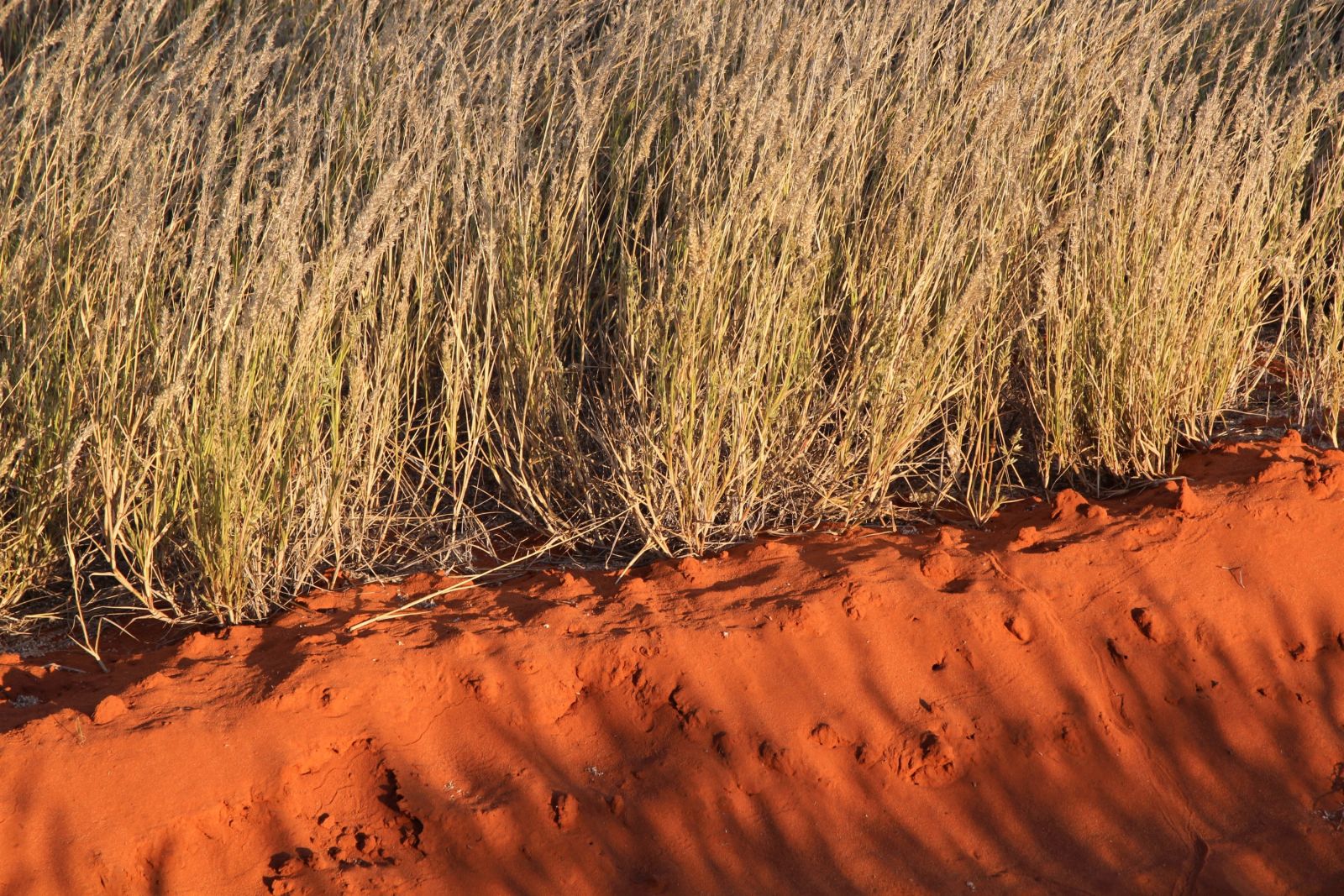 Farbenspiel der Kalahari