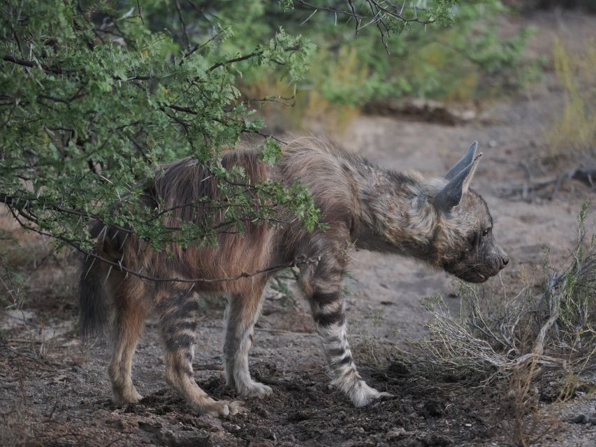 Seltener Anblick – eine braune Hyäne