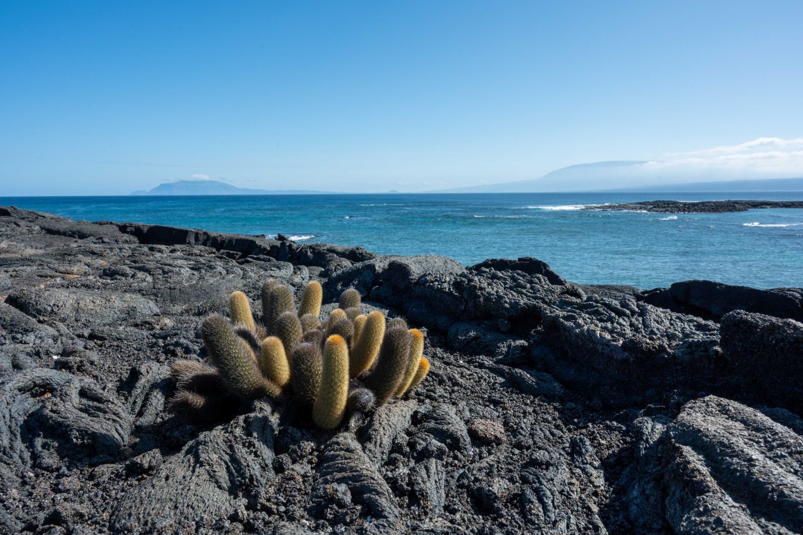 Lava Kaktus auf Fernandina Island (Punta Espinosa)