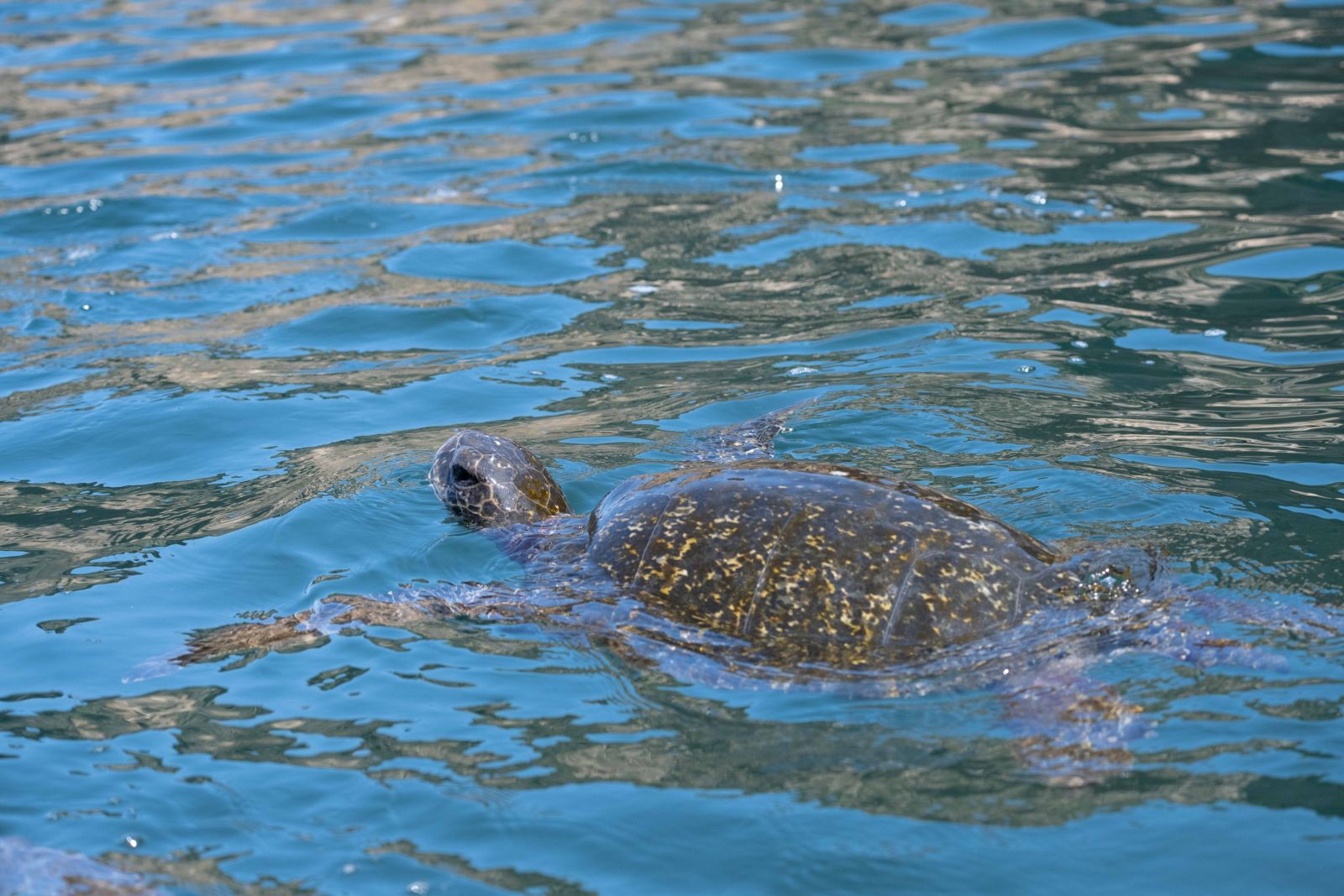 Meeresschildkröte auf Fernandina Island (Punta Vicente Roca)