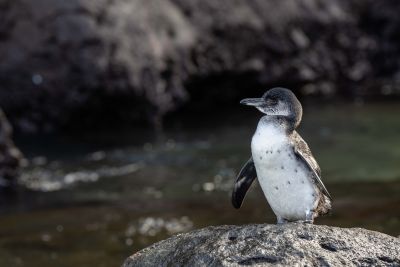 Galapagos Pinguin auf Bartolome Island