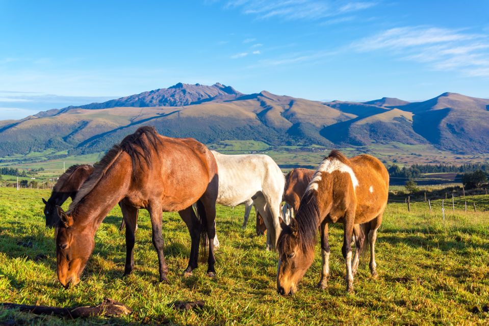 Pferde grasen auf den ausgedehnten Weideflächen der Anden