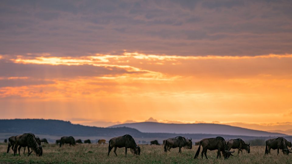 Gnus in der Serengeti