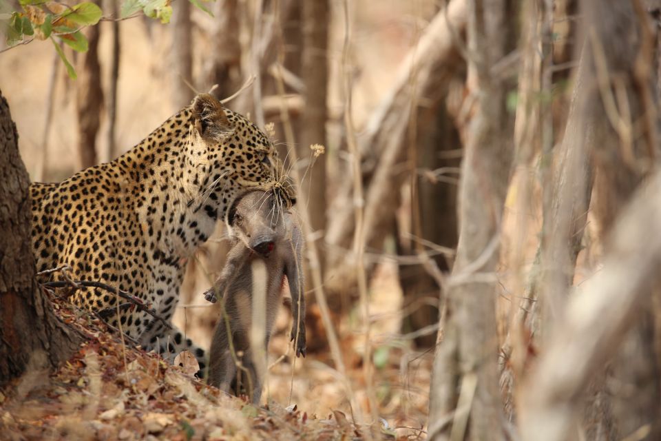 Leopard im South Luangwa NP
