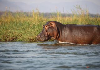 Flusspferd im Lower Zambezi NP