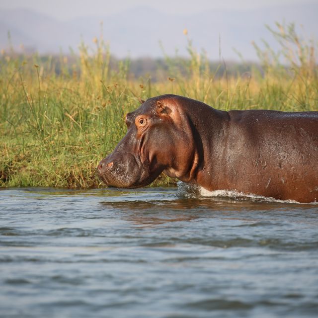 Flusspferd im Lower Zambezi NP