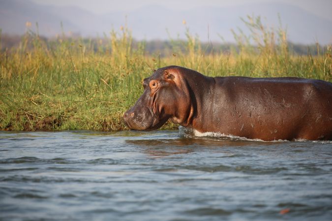 Flusspferd im Lower Zambezi NP © Diamir