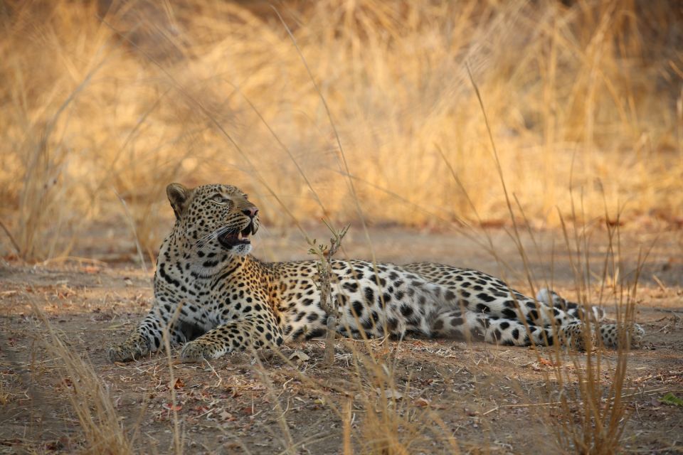 Leopard im South Luangwa NP