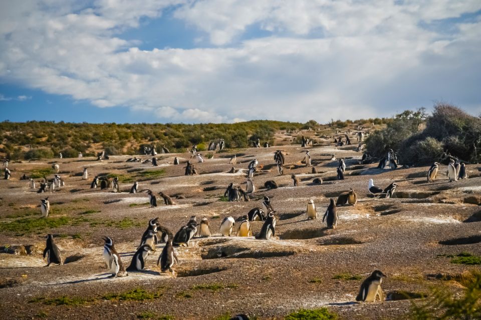 Pinguine und ihre Nester im Boden, Punta Tombo, Argentinien, Südamerika
