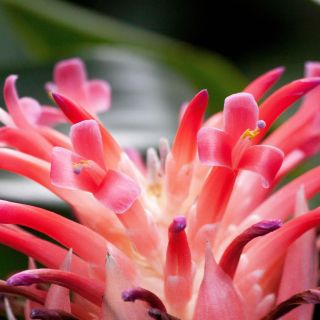 Wunderbares Blumendetail einer Coussapoa Villosa