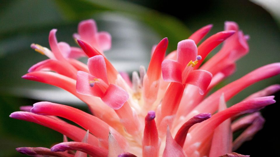 Wunderbares Blumendetail einer Coussapoa Villosa
