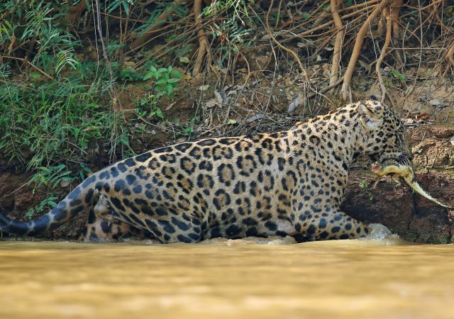 Jaguar nach der erfolgreichen Jagd eines Kaimans