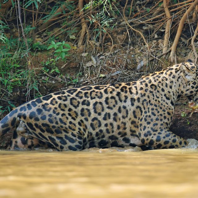 Jaguar nach der erfolgreichen Jagd eines Kaimans