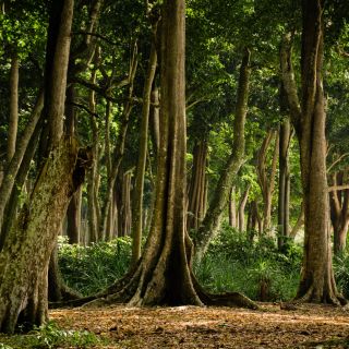 Tropischer Wald auf Havelock Island, Andamanen und Nikobaren, Indien