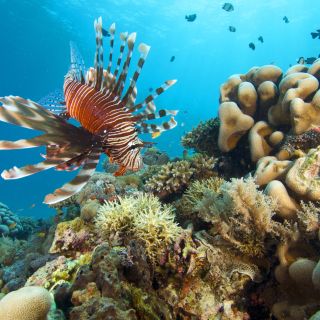 Feuerfisch in der Chole Bay – Unterwasserwelt von Mafia Island