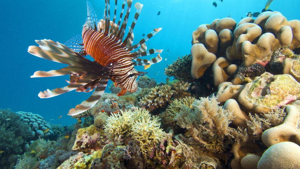 Feuerfisch in der Chole Bay – Unterwasserwelt von Mafia Island