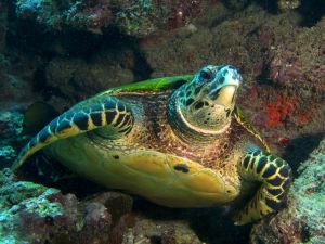 Schildkröte in der Chole Bay - Unterwasserwelt von Mafia Island
