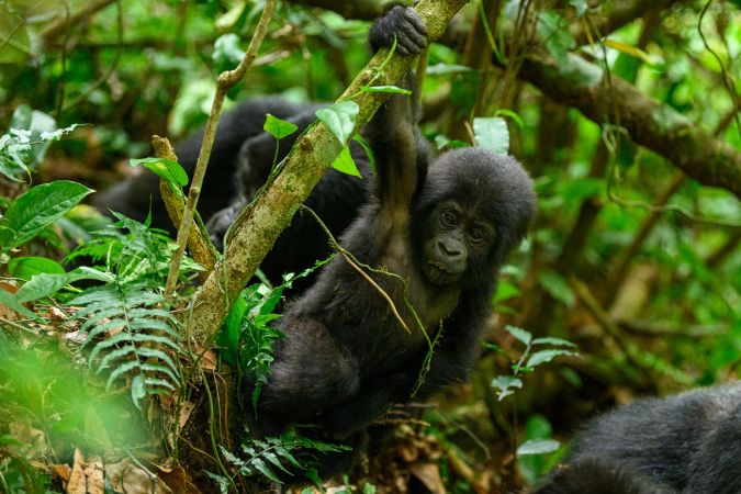 Gorillas im Bwindi-Nationalpark © Diamir