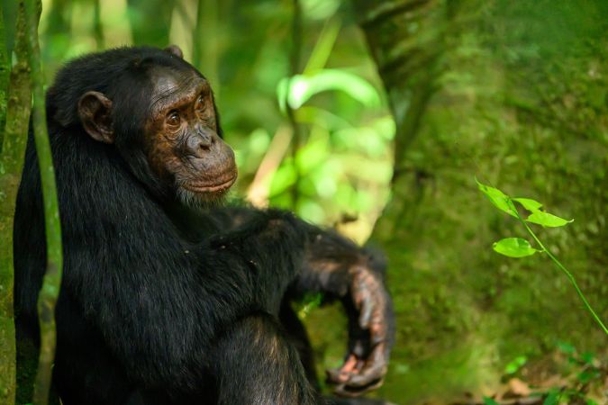 Schimpansen im Kibale-Nationalpark © Diamir