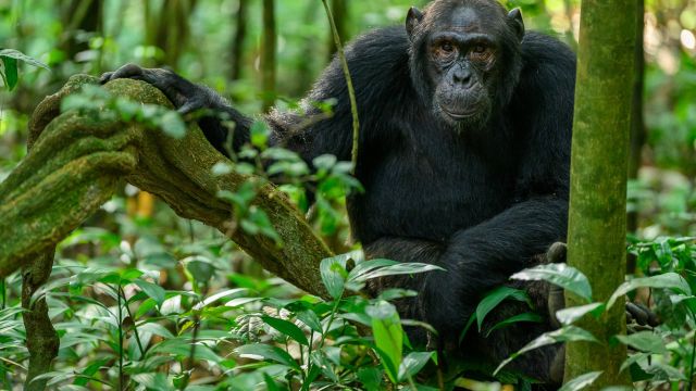 Schimpanse im Nationalpark Kibale Forest