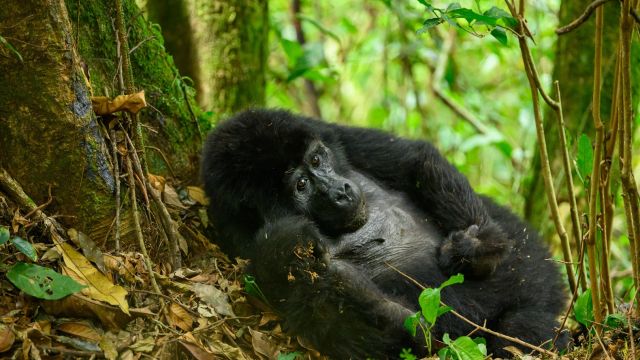 Gorillas im Mgahinga-Nationalpark