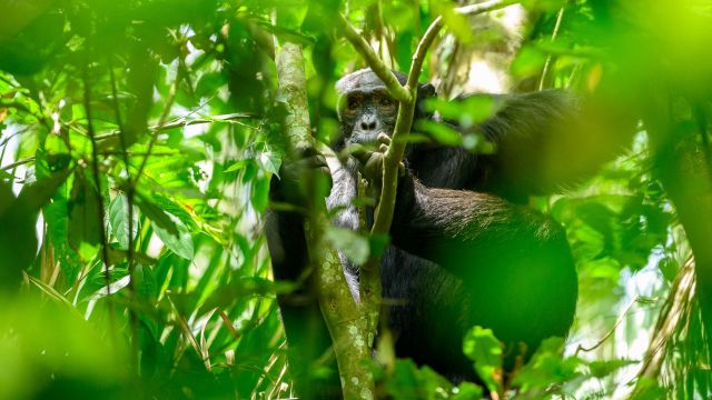 Schimpansen im Kibale-Nationalpark