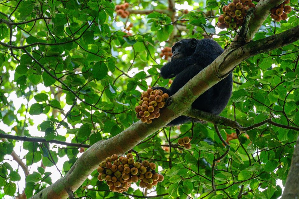 Schimpansen im Kibale-Nationalpark