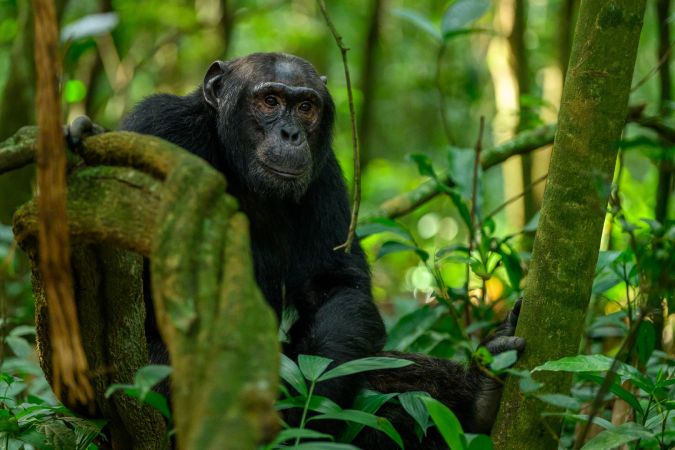 Schimpansen im Kibale-Nationalpark © Diamir