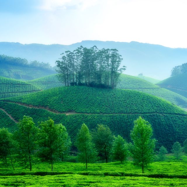 Teeplantagen in Munnar, Kerala.