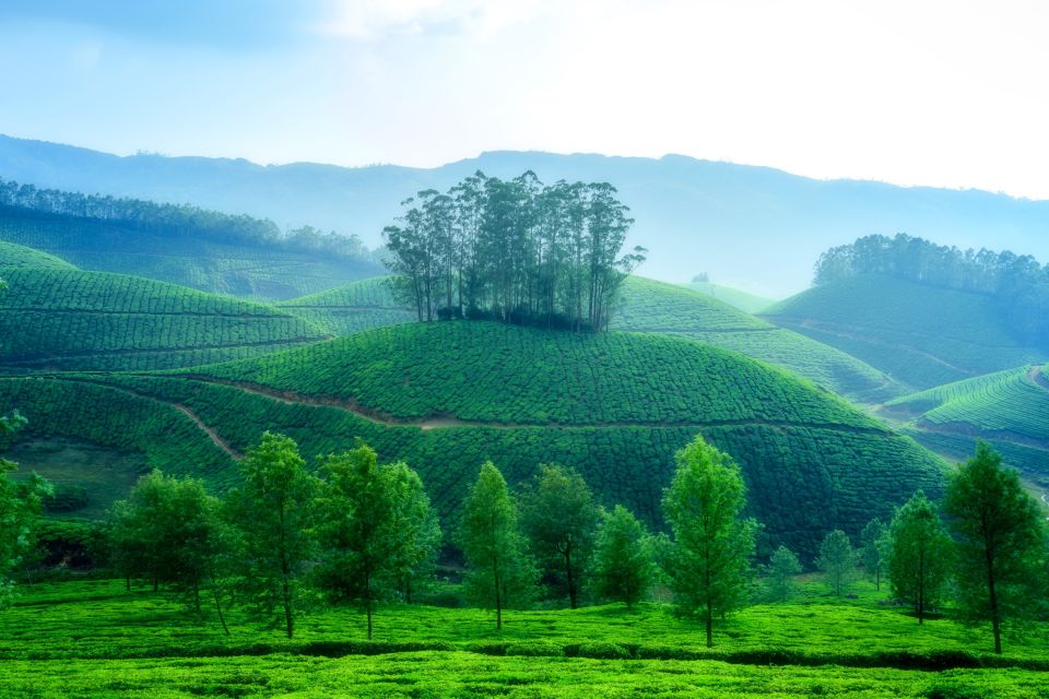 Teeplantagen in Munnar, Kerala.